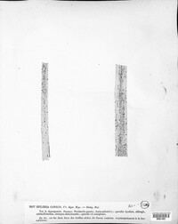Eudarluca caricis image